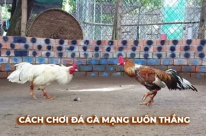 Bí Kíp Chơi Đá Gà Sabong Tại BY88 Bất Bại Dành Cho Mọi Kê Thủ