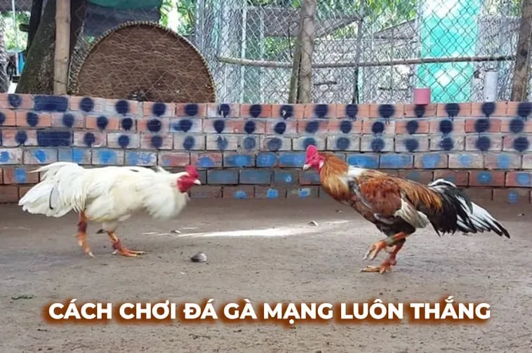 Bí Kíp Chơi Đá Gà Sabong Tại BY88 Bất Bại Dành Cho Mọi Kê Thủ