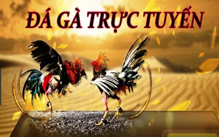 Trải Nghiệm Đá Gà BY88 Đỉnh Cao Thắng Lớn Mỗi Ngày Cùng Kê Thủ